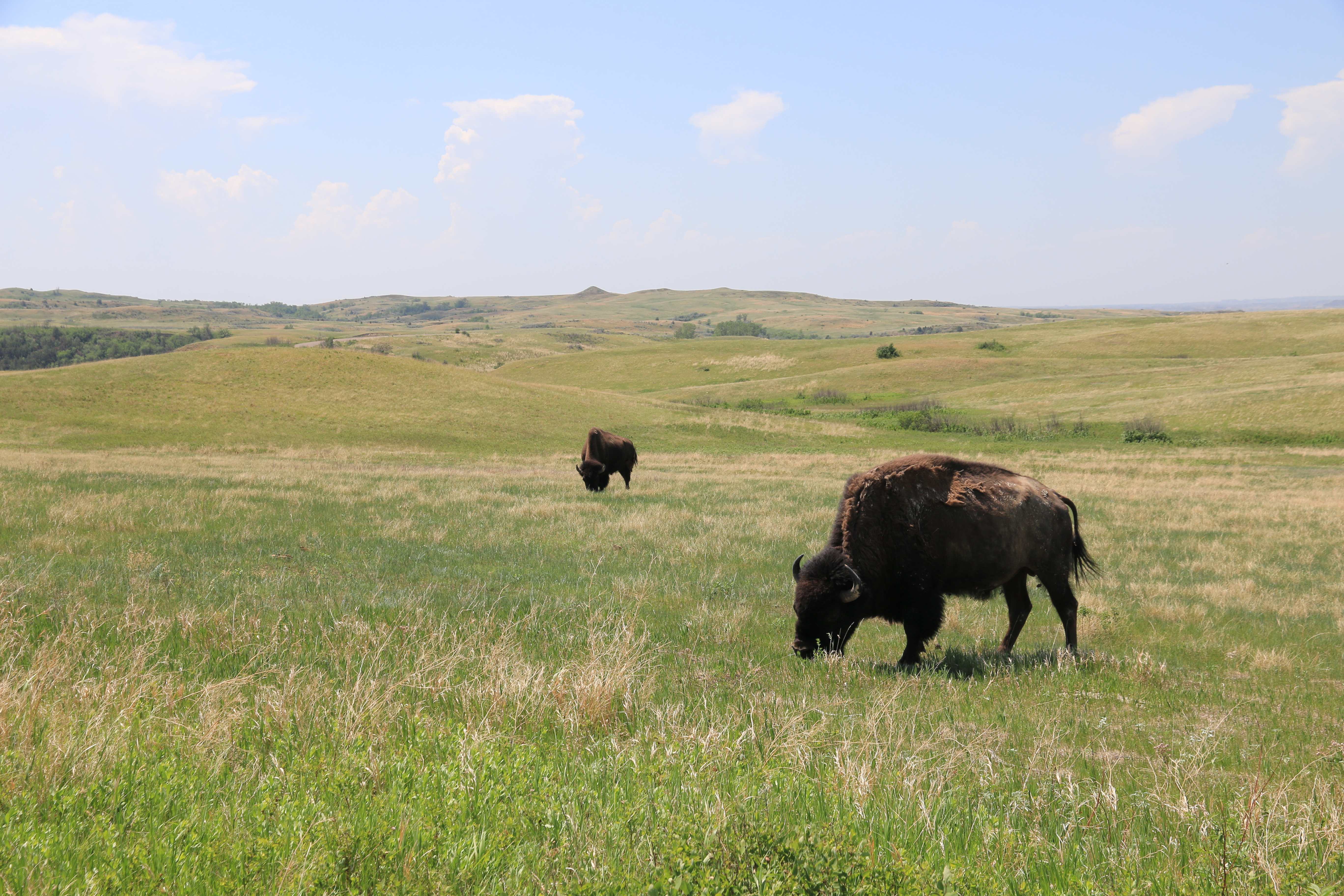 Theodore Roosevelt NP